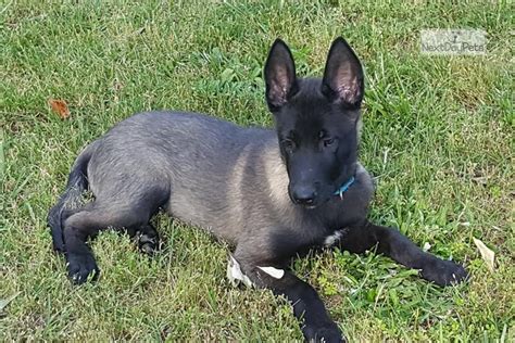 Kennel Certification: ICAW. . Blue malinois puppy for sale near New York NY